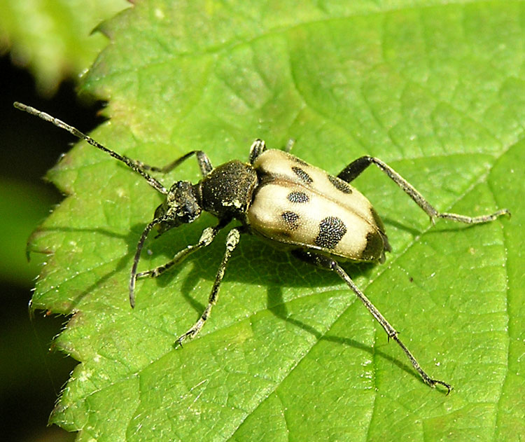 Gefleckter Blütenbock, Pachytodes cerambyciformis